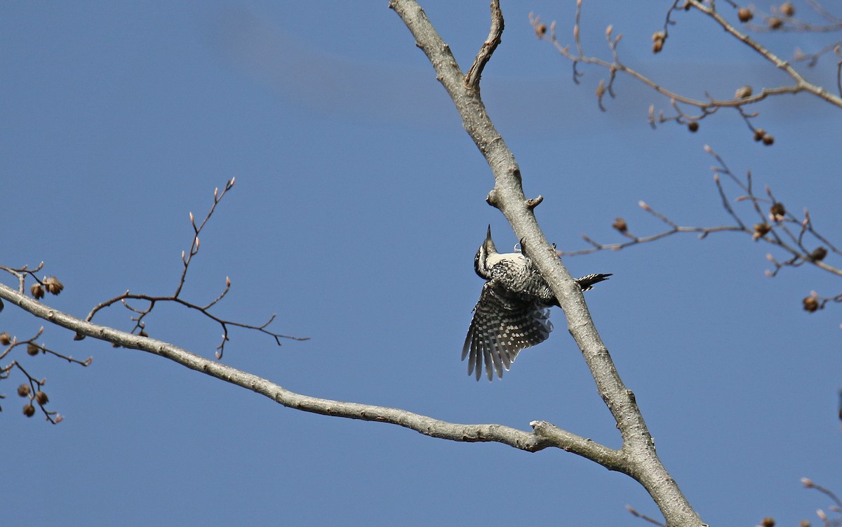 Eurasian Three-toed Woodpecker - ML315144381