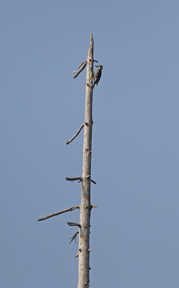 Eurasian Three-toed Woodpecker - ML315144411