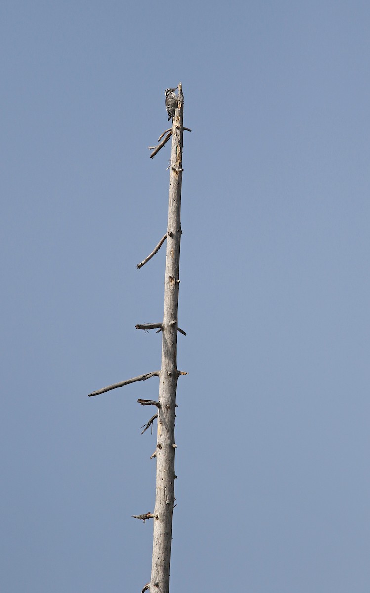 Eurasian Three-toed Woodpecker - ML315144491