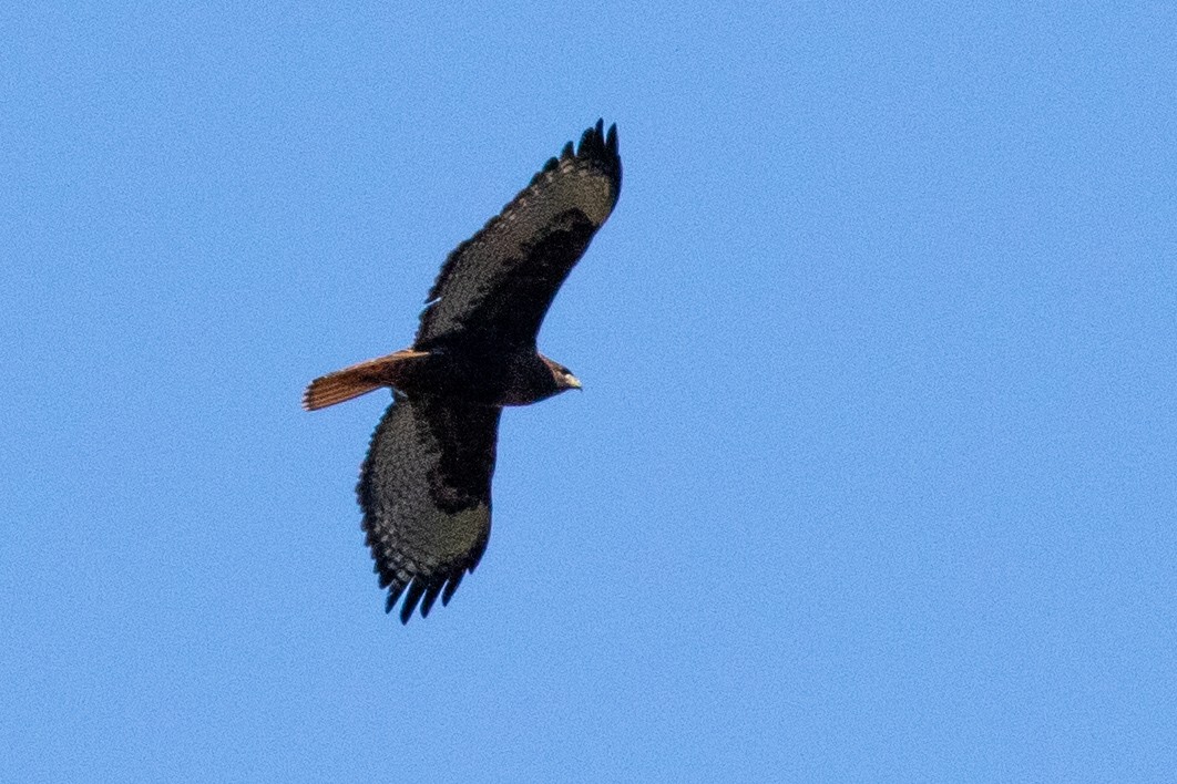 Red-tailed Hawk - ML315144651