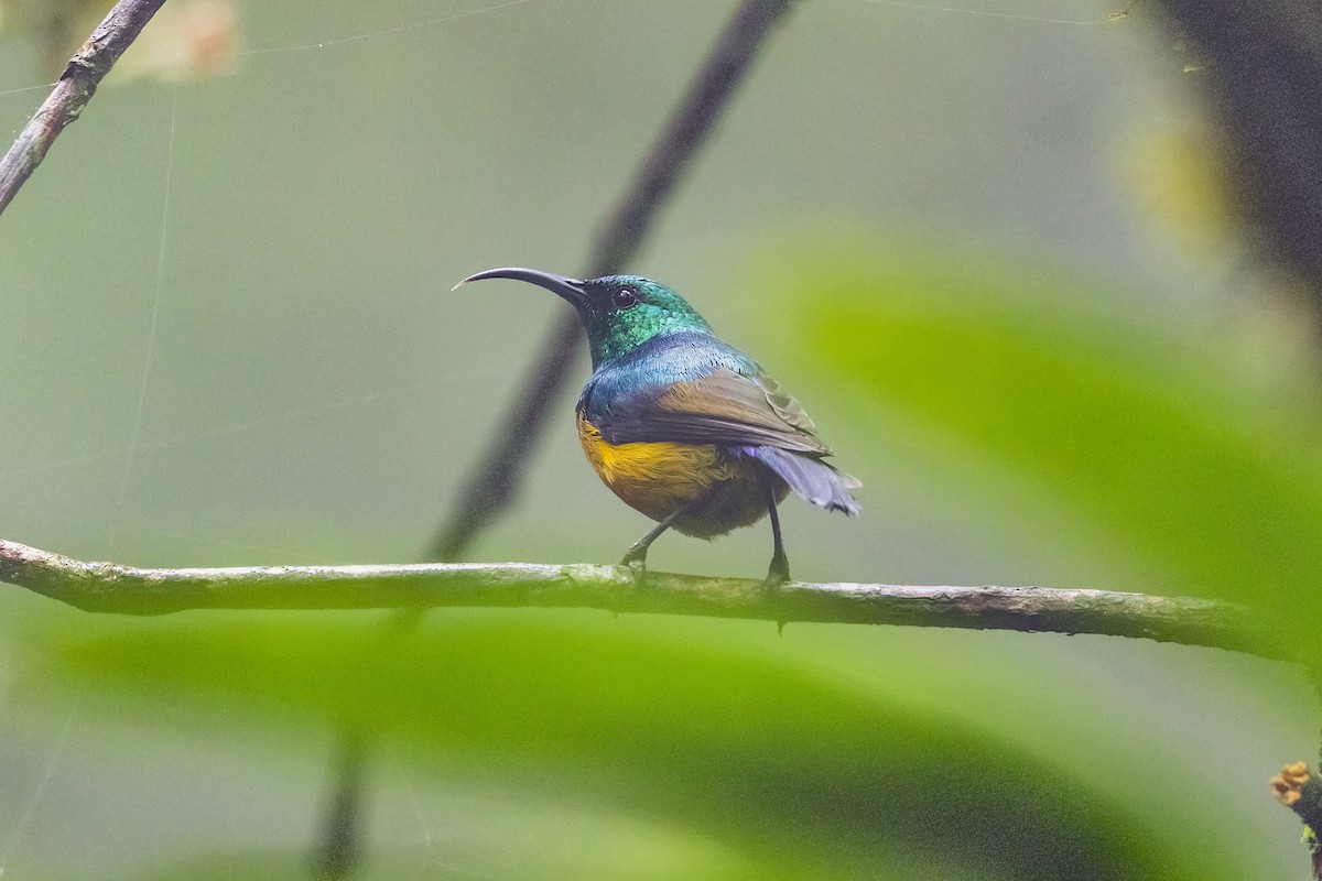 Loveridge's Sunbird - ML315146411