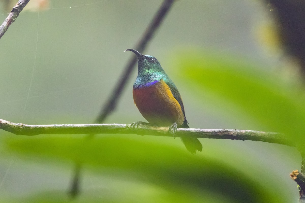 Loveridge's Sunbird - ML315146421