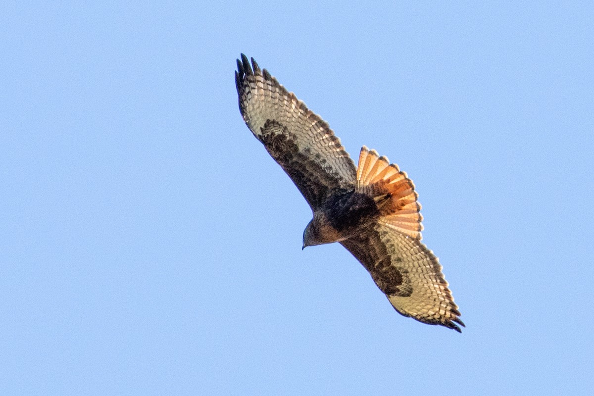 Red-tailed Hawk - ML315146791