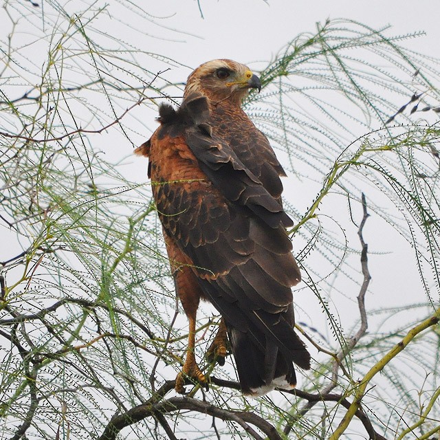 Savanna Hawk - ML315147611