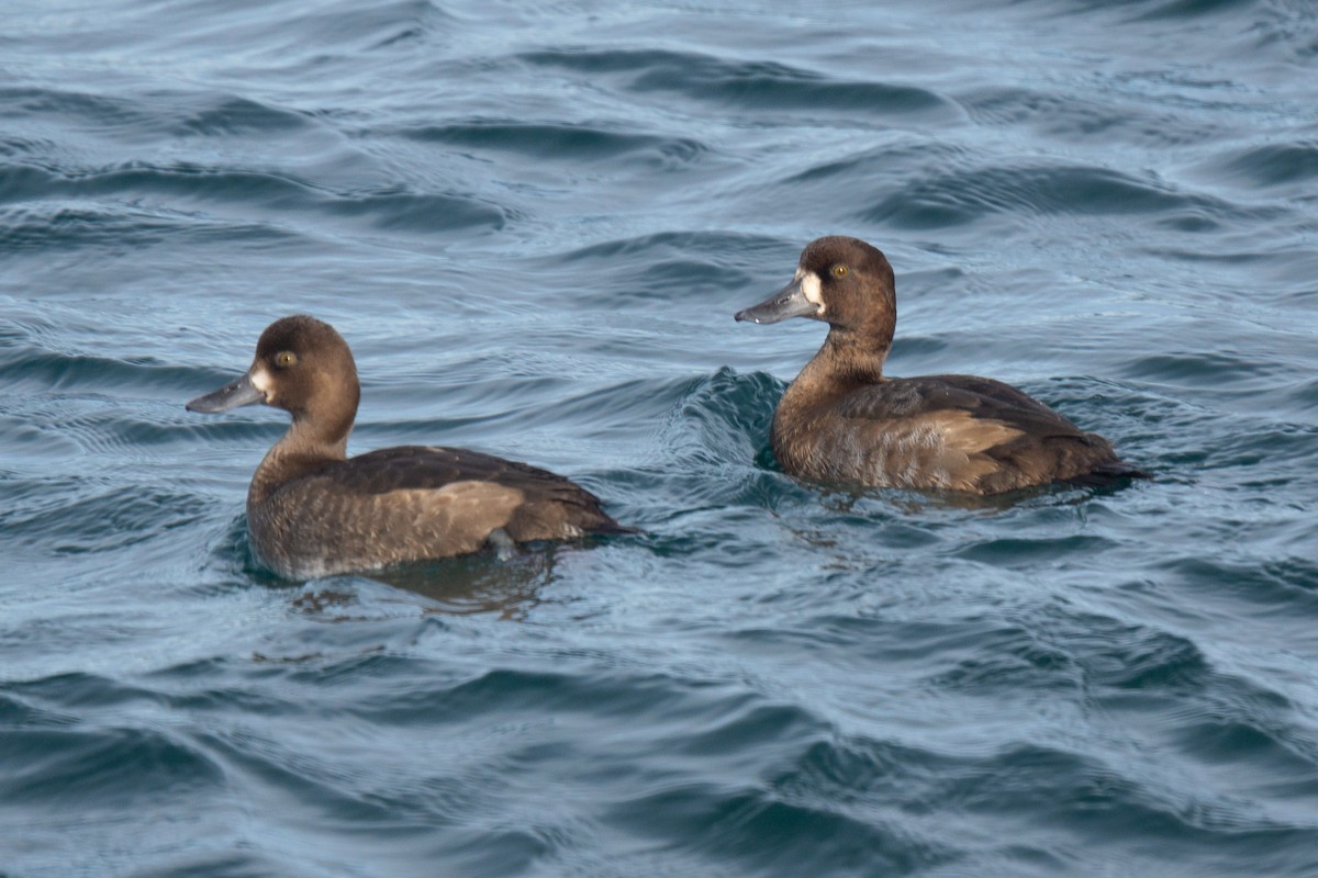 Greater Scaup - ML315148171