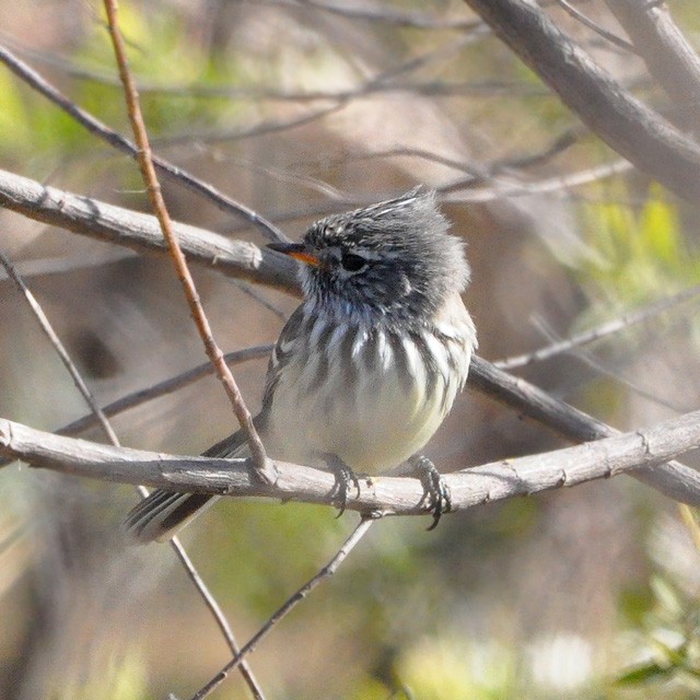 Yellow-billed Tit-Tyrant - ML315150581