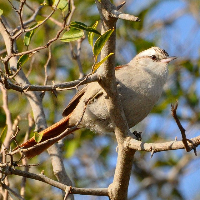 Stripe-crowned Spinetail - Andrés Cecconi