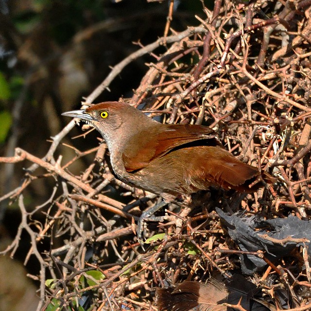 Rostflügel-Bündelnister - ML315150801