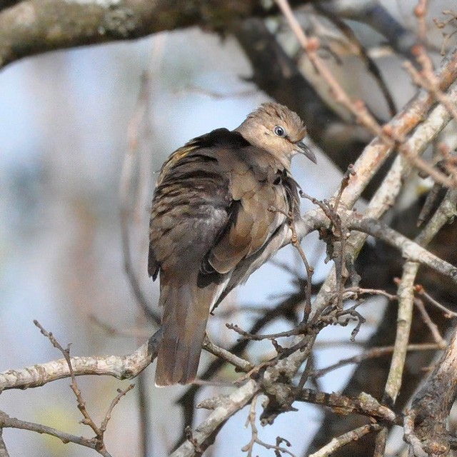 Picui Ground Dove - Andrés Cecconi