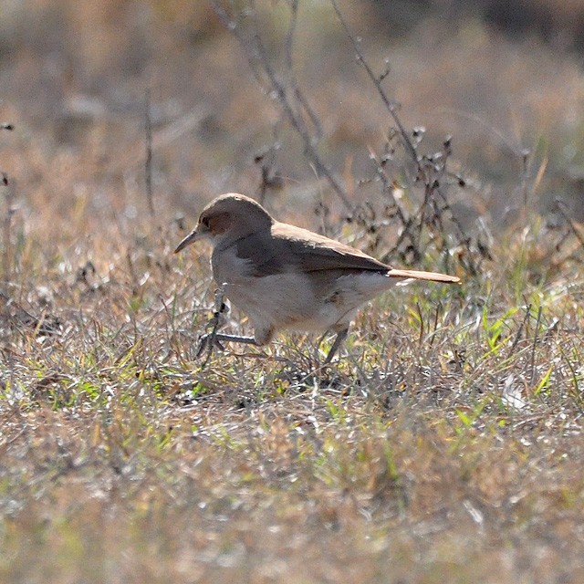 Rufous Hornero - ML315152771