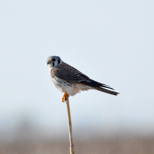 American Kestrel - Andrés Cecconi