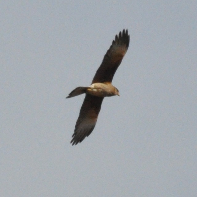 Caracara Chimango - ML315152851