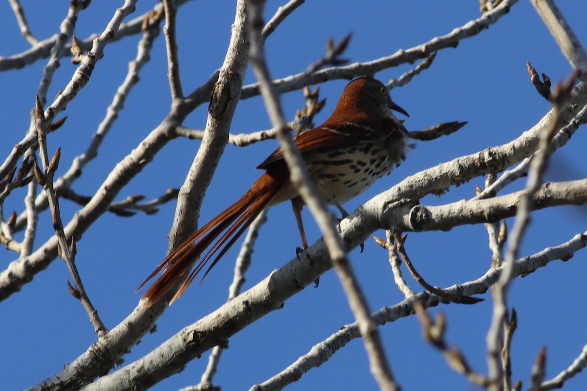 Brown Thrasher - ML315153271