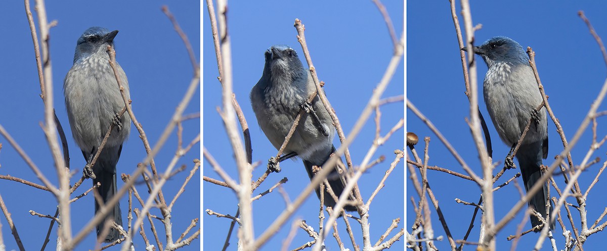 Woodhouse's Scrub-Jay - ML315153341