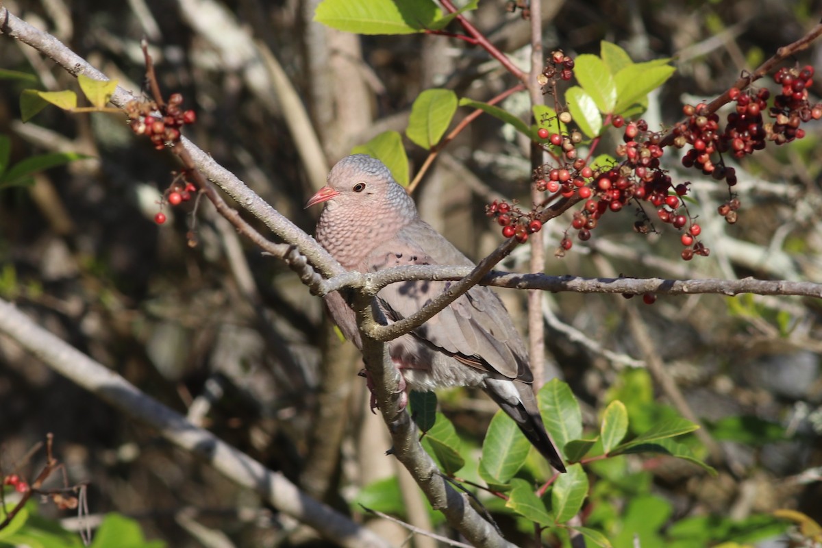 Common Ground Dove - David Cole