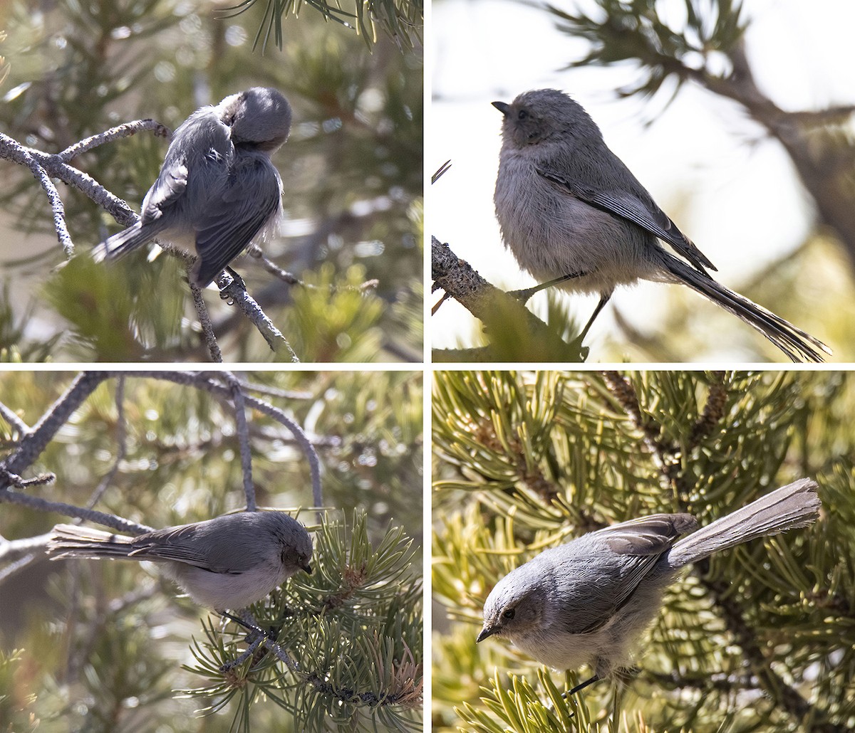 Bushtit (Interior) - Janet Stevens