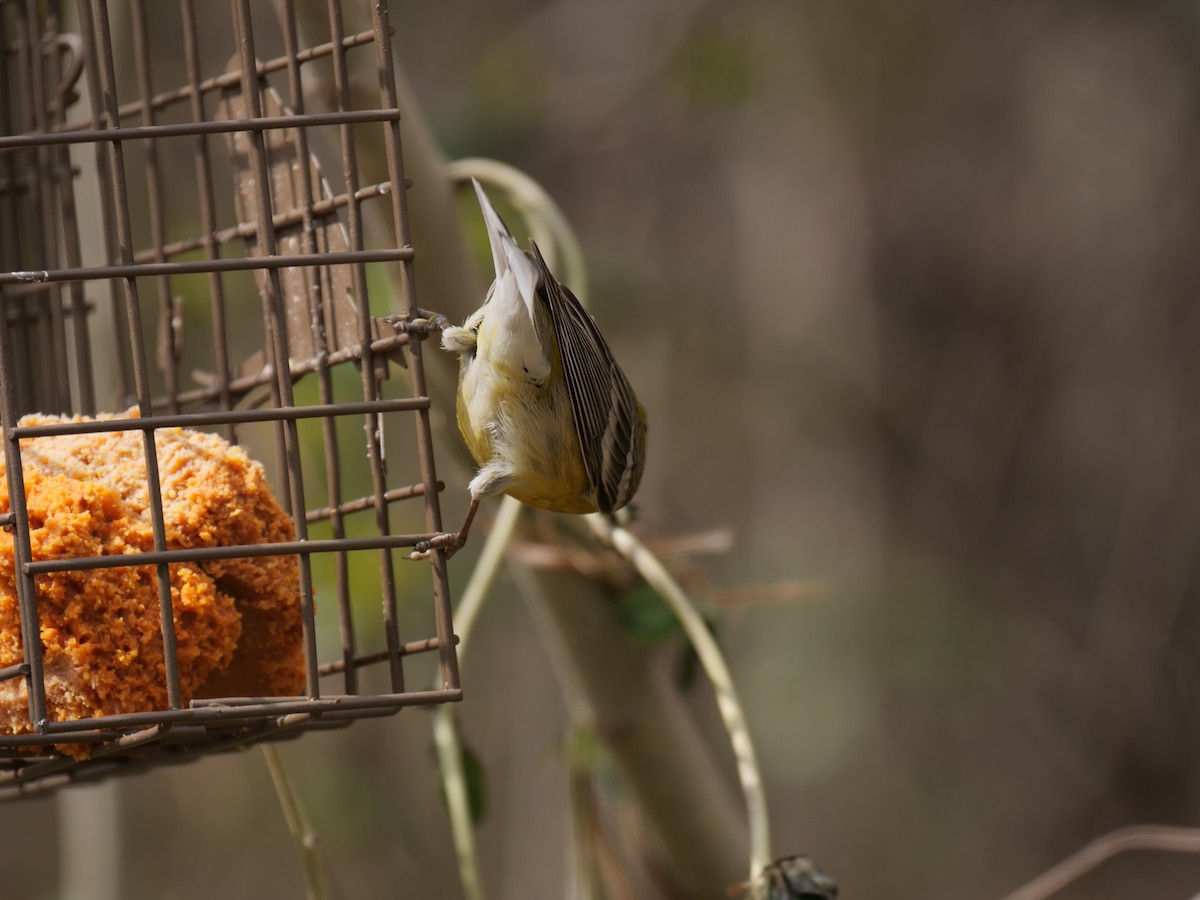 Pine Warbler - Bates Estabrooks