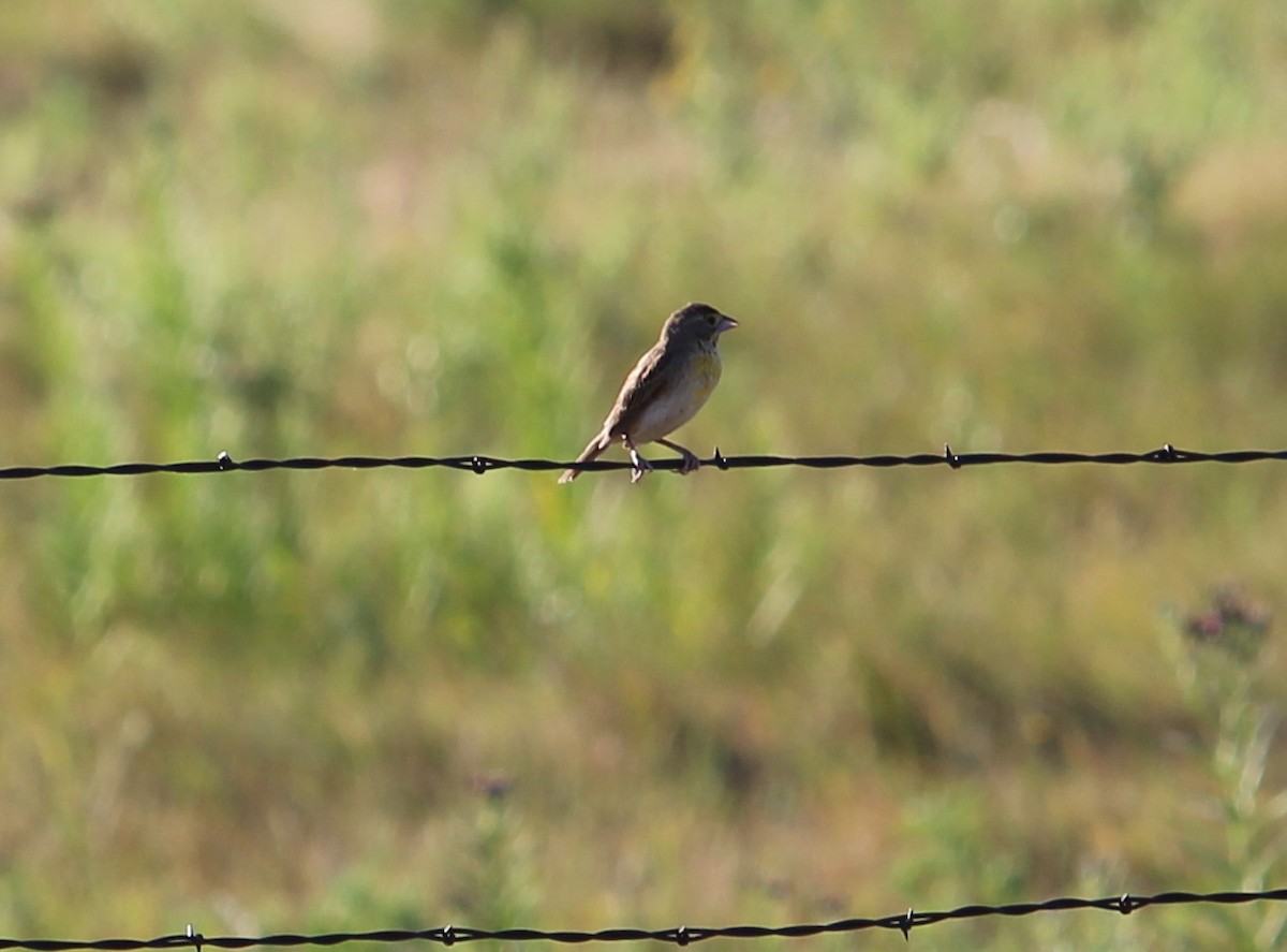 Dickcissel - ML31515561