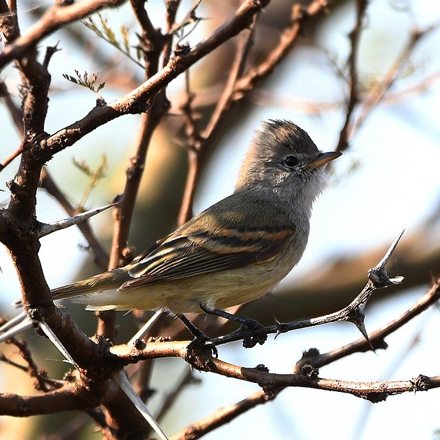 Southern Beardless-Tyrannulet - ML315155631