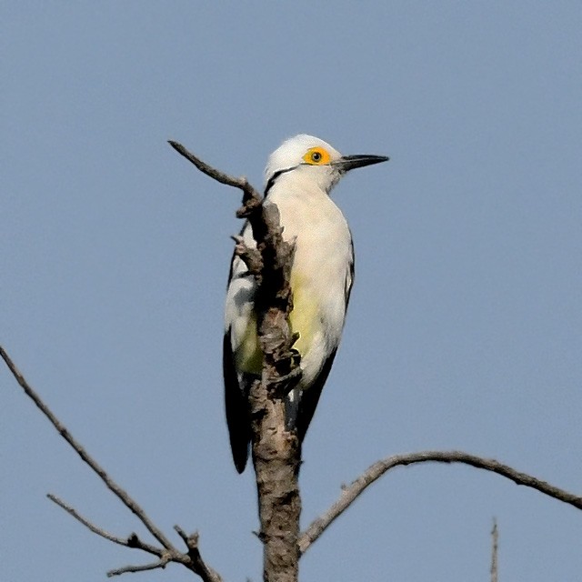 White Woodpecker - Andrés Cecconi