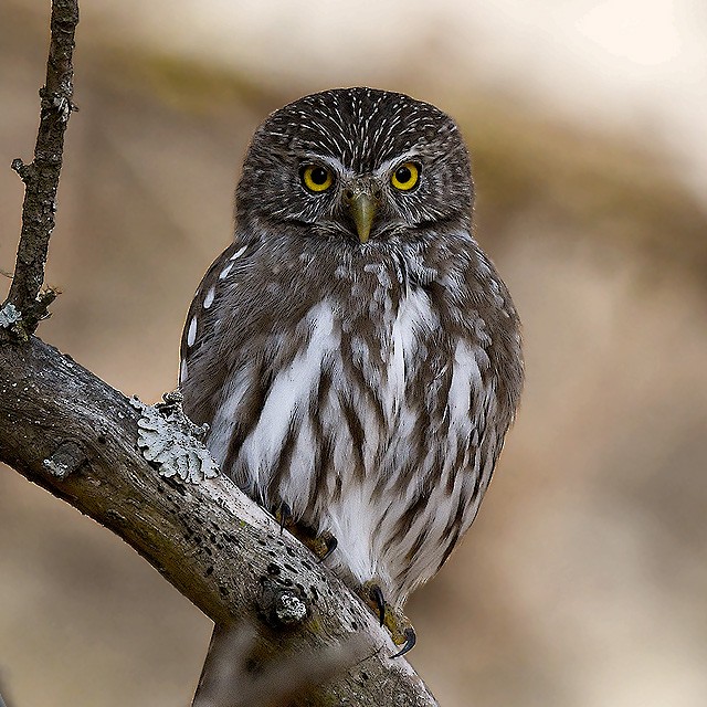 Ferruginous Pygmy-Owl - Andrés Cecconi