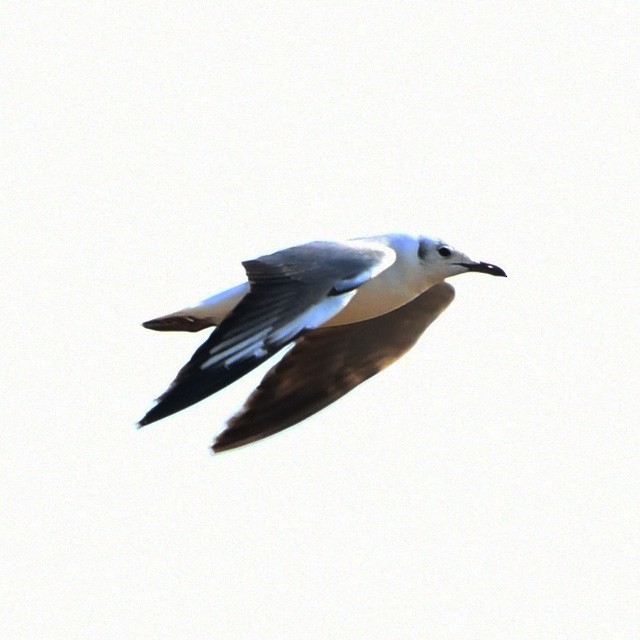 Патагонская чайка - ML315155901