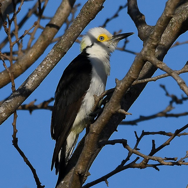 White Woodpecker - ML315156341