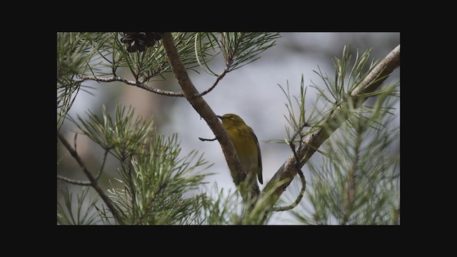 Pine Warbler - ML315156371