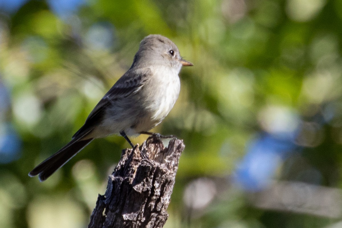 Gray Flycatcher - Sue Wright