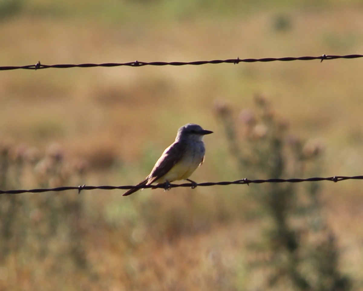 Western Kingbird - ML31515671