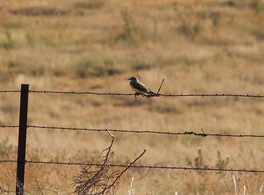 Western Kingbird - ML31515681