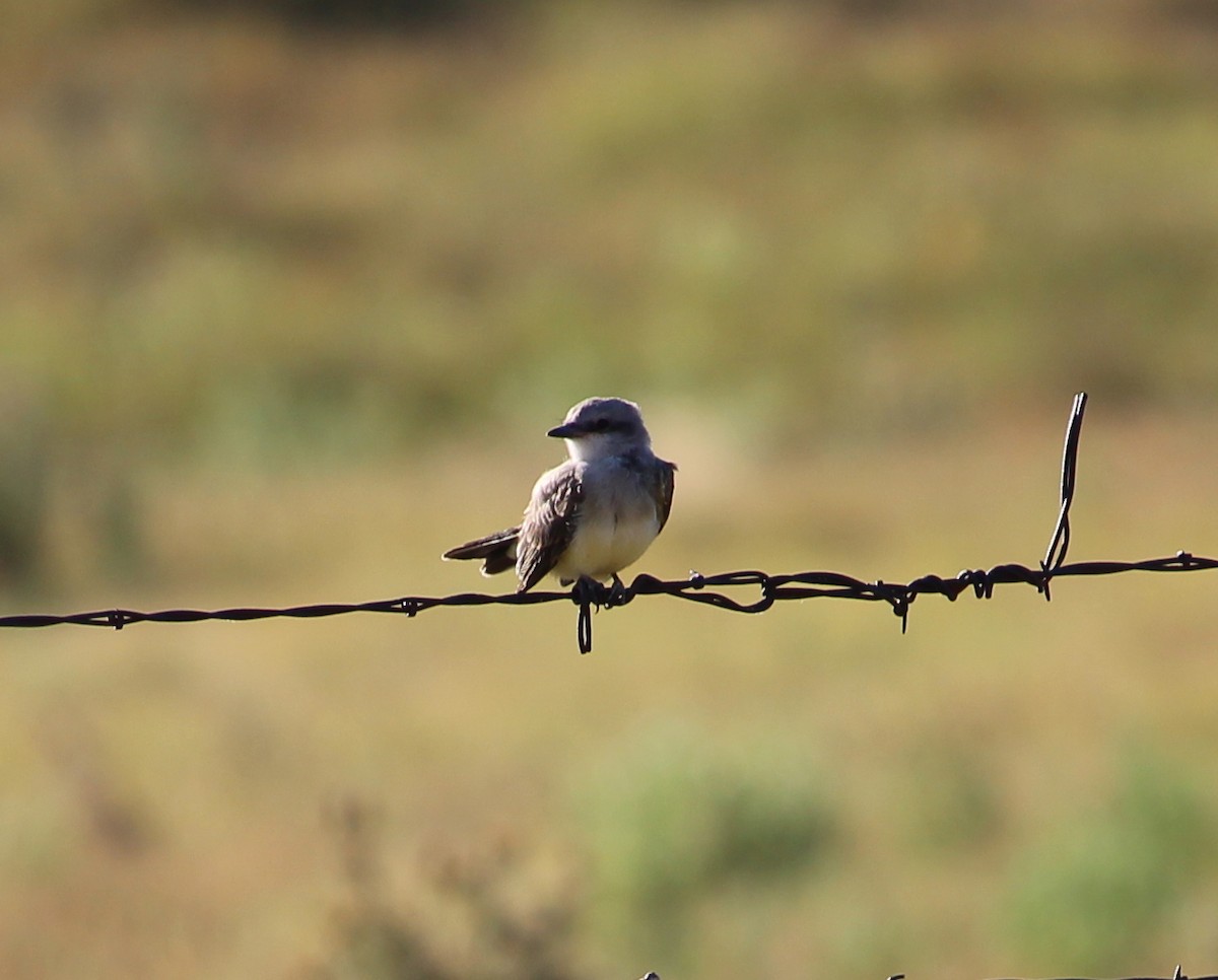 Western Kingbird - Jessie  Brantwein