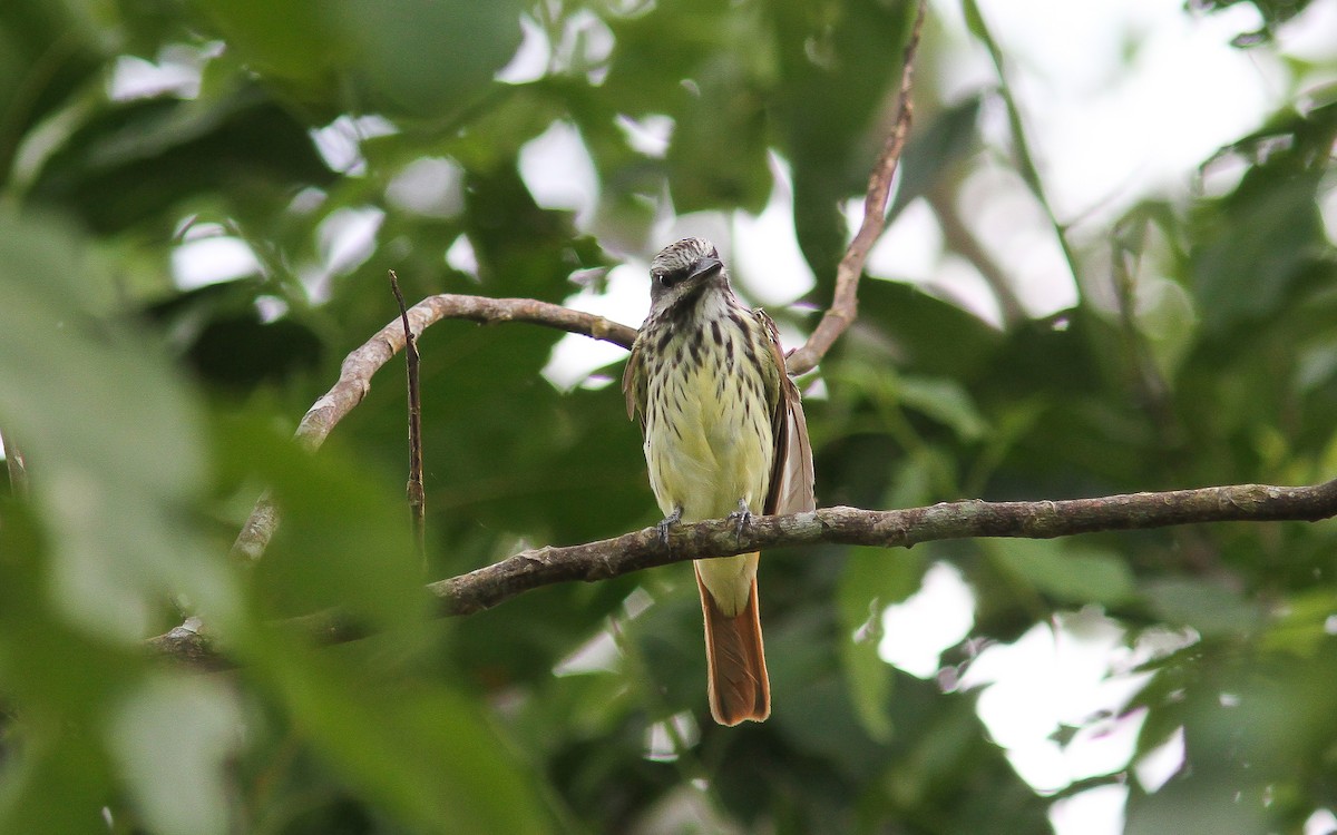 Sulphur-bellied Flycatcher - Uku Paal