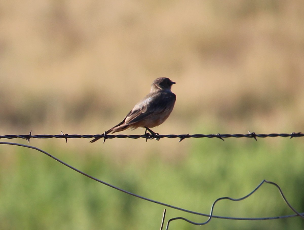 Say's Phoebe - ML31515761