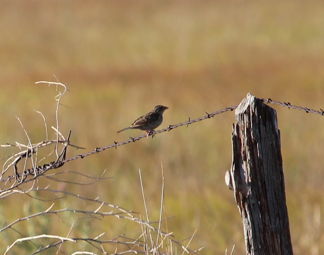 Grasshopper Sparrow - ML31515781