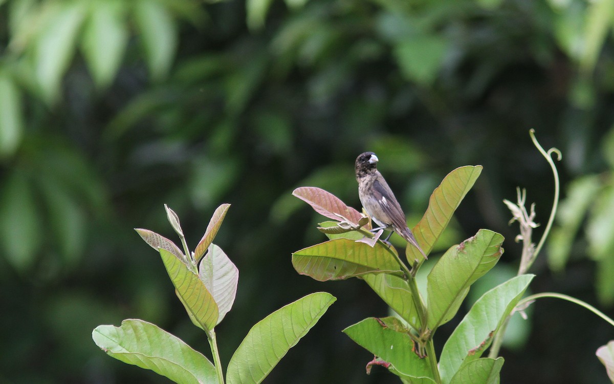 Black-and-white Seedeater - ML315157891