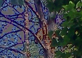 Barred Owl - ML31515851