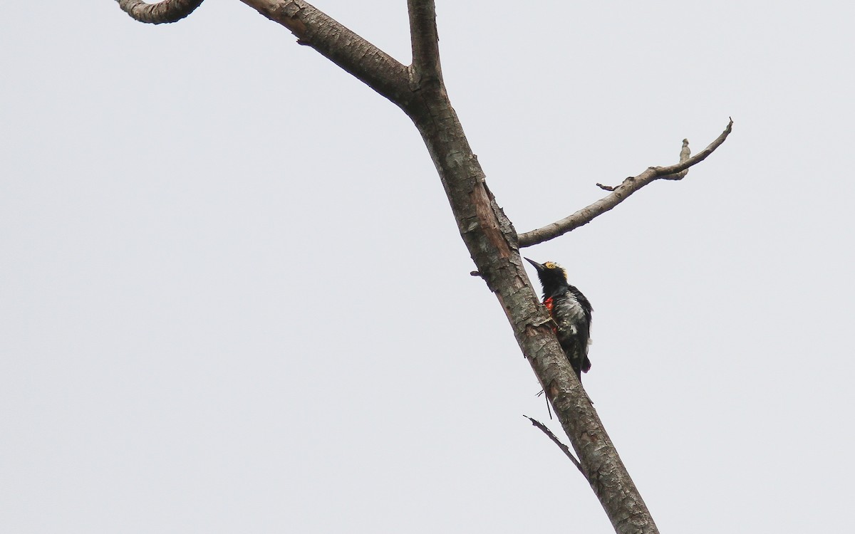 Yellow-tufted Woodpecker - Uku Paal