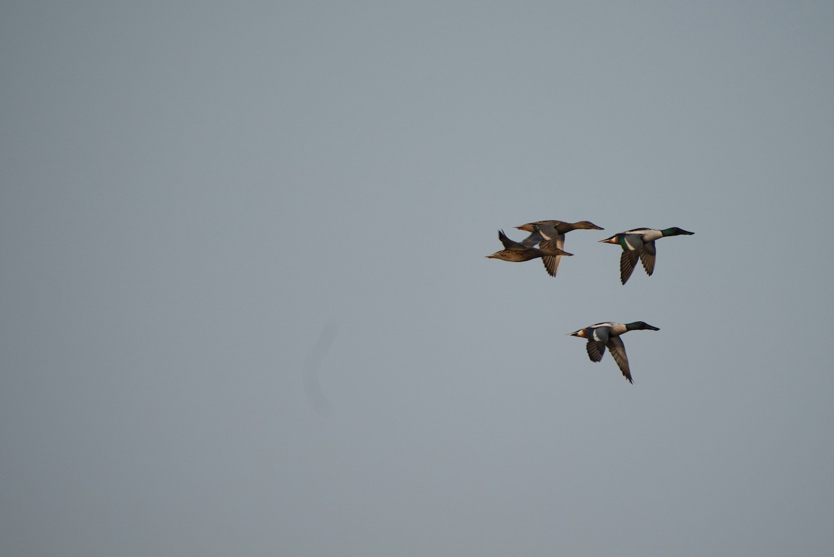 Northern Shoveler - ML315162201