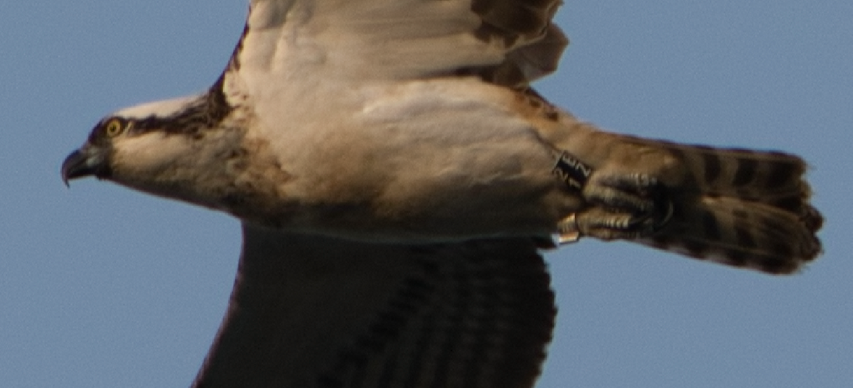 Osprey - guilherme teixeira