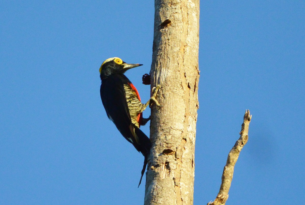 Yellow-tufted Woodpecker - ML315162521