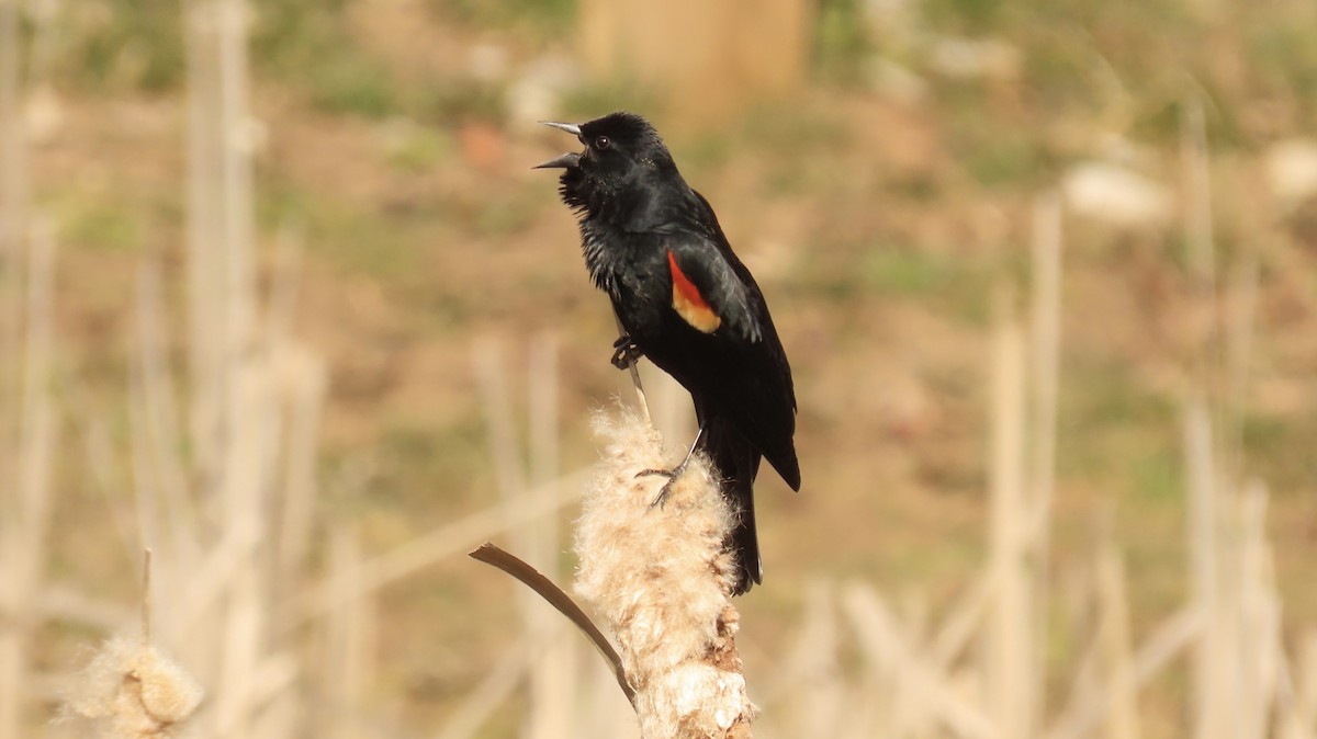 Red-winged Blackbird - ML315162651