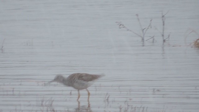 オオキアシシギ - ML315163901