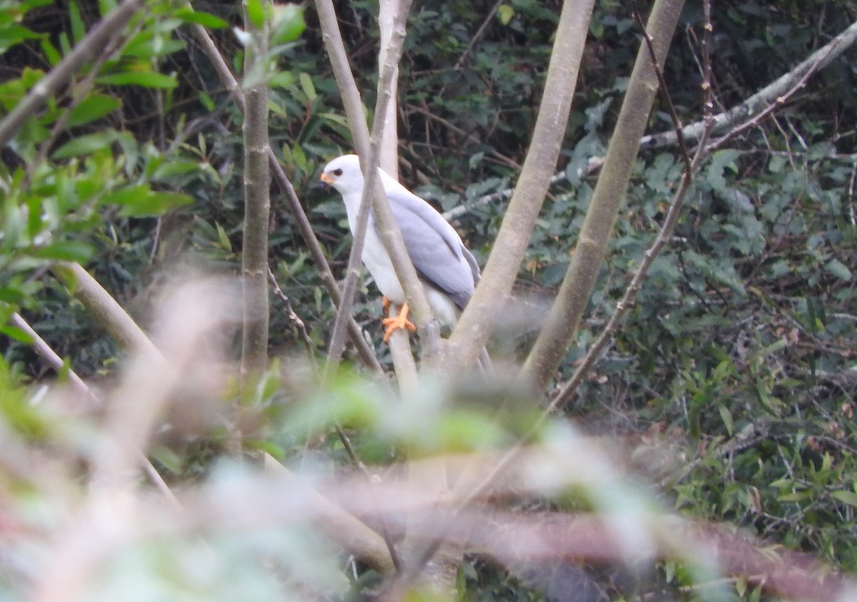 Gray Goshawk - Chris Burwell