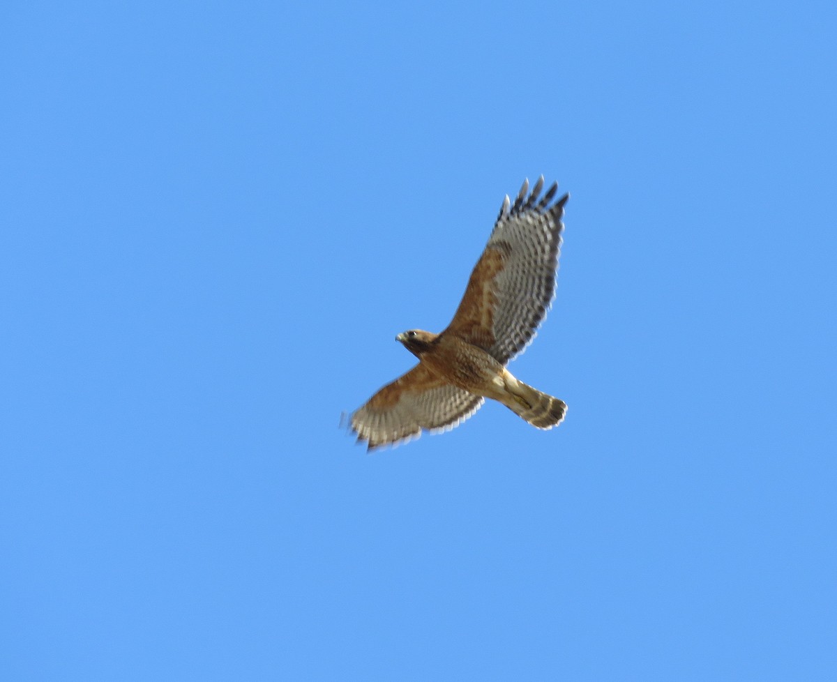 Red-shouldered Hawk - ML315165881