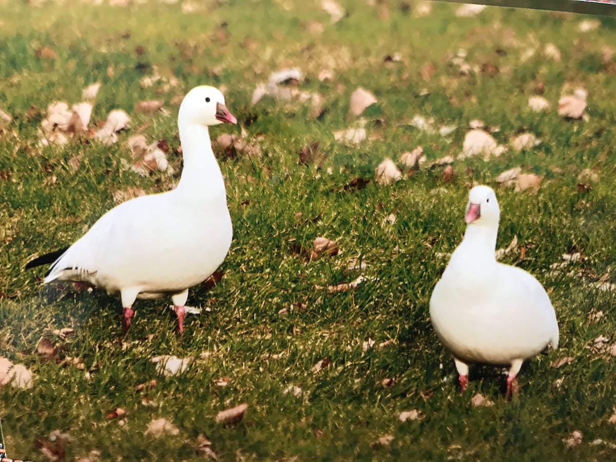 Ross's Goose - ML315167721