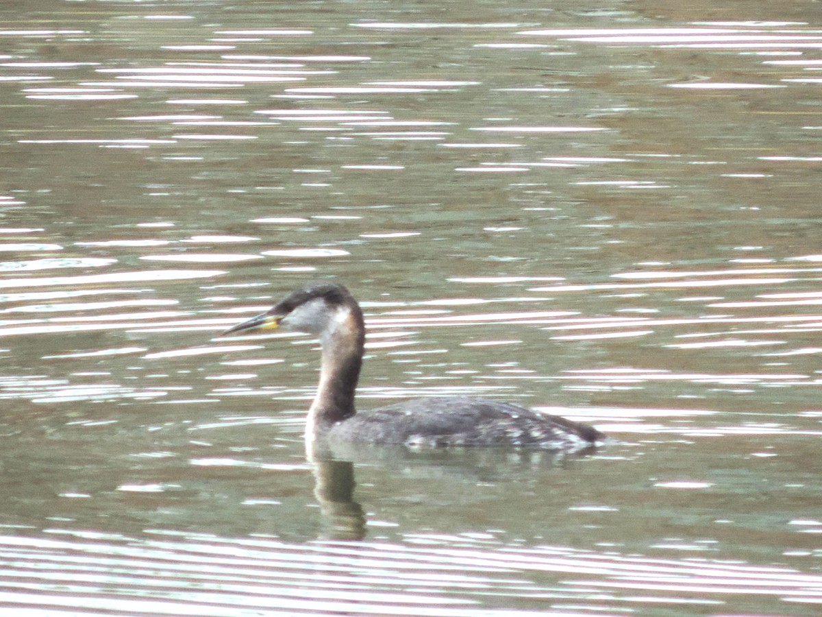 Red-necked Grebe - ML315168611