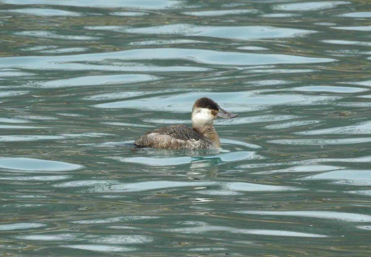 Ruddy Duck - ML315169061