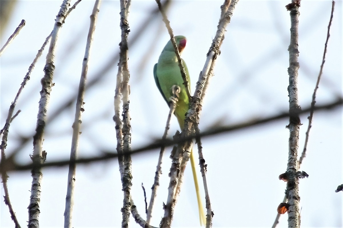 Rose-ringed Parakeet - ML315169751