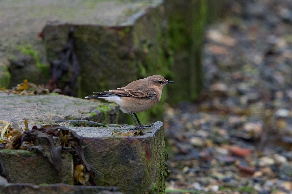 Northern Wheatear - ML315170431